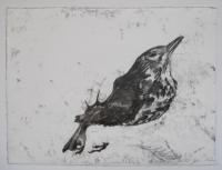 Songthrush Held by Catherine  Cartwright